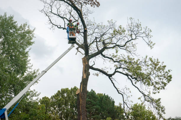 Best Emergency Storm Tree Removal  in Lake Winnebago, MO